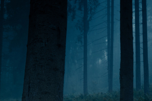 2 forest background