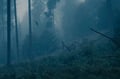 3 forest background