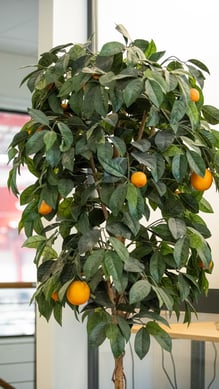 Oranges has been a part of Aarbakkes culture for decades