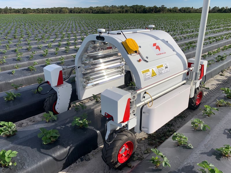 What do strawberries and warehouses have in common?