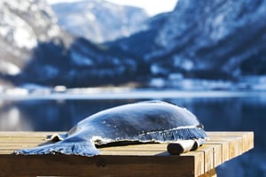 Sterling-Halibut-21-1-2048x1371