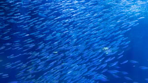 aquarium-MB5A2U6-2880x1620